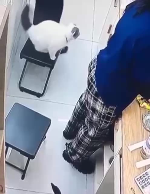 Accident prone little kitty