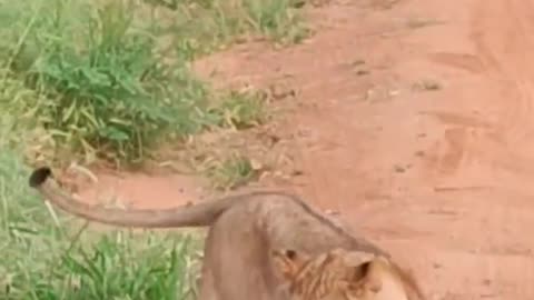 Brave Dog Barks At Baffled Lioness