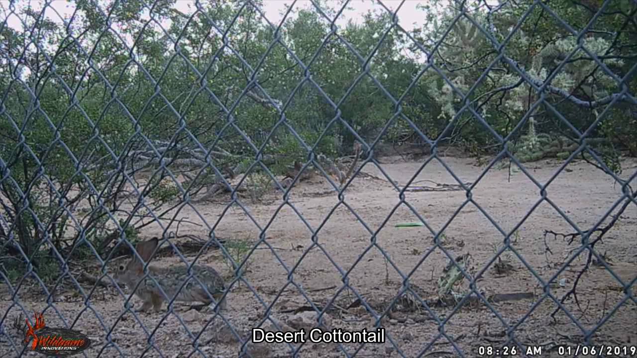 Arizona Trail Camera Video Day Time Desert Coyote