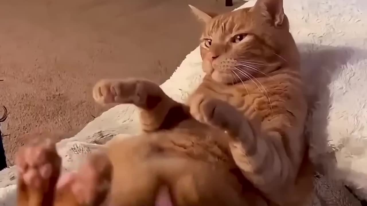 Funny cat |hilarious moment|funny pet|pet video |videos
