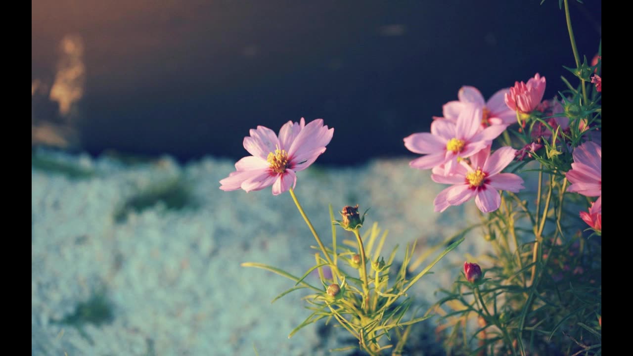Angel Wisdom with Sharon Taphorn _ Tranquility Friday February 1 2019
