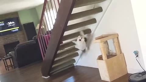 A million ways for cats to go up and down the stairs