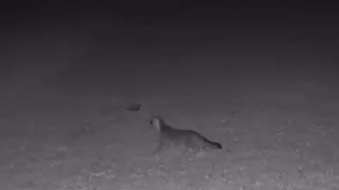 Gray Fox runs from Coyote Yipps