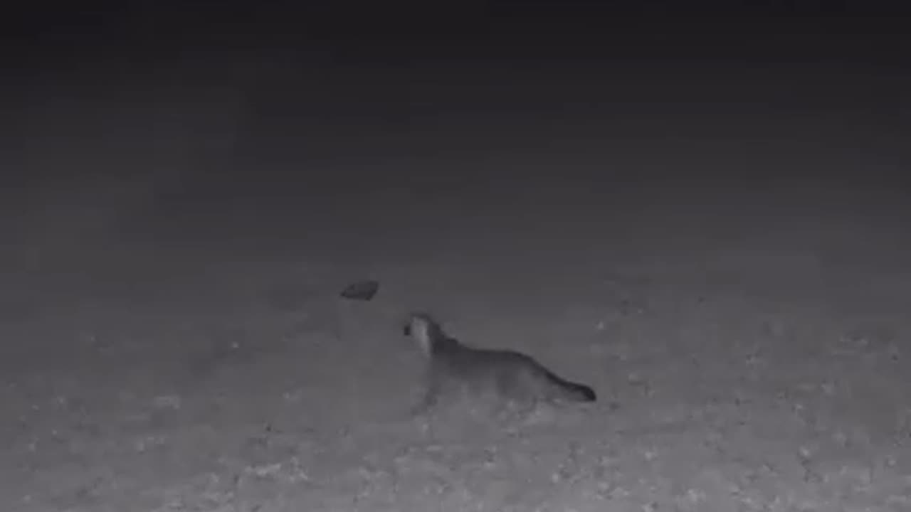 Gray Fox runs from Coyote Yipps