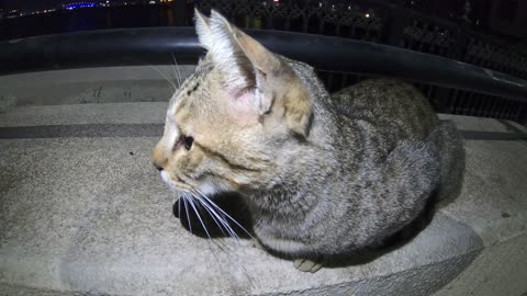 Homeless cat in Ras Al Khaimah, UAE: JANET JACKSON #cat #cats #JanetJackson #UAE #kitten #pets #pet