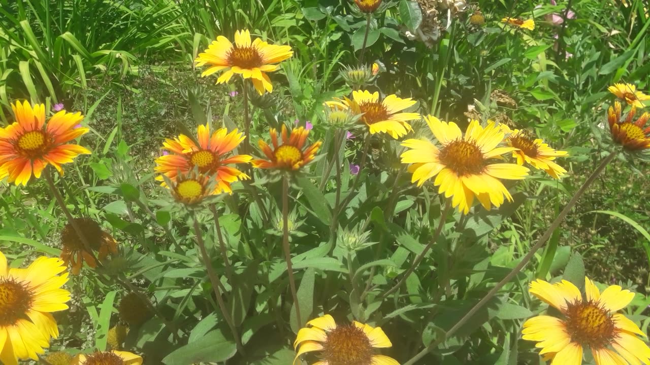 Summer flowers