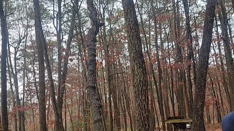PZ cuts down dead tree