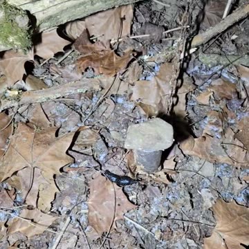 A Territorial Animal