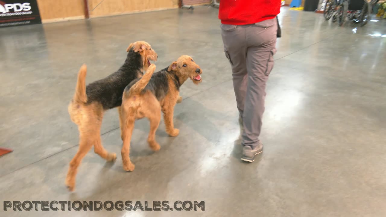 Brother & Sister Airedale Terriers Tandem Obedience