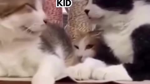 Funny cats