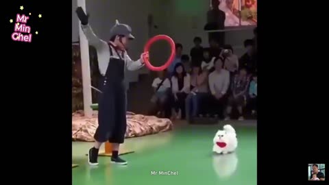 Best Funny Animal Videos –🐶Dogs & Cats😹 That Will Make You Laugh!