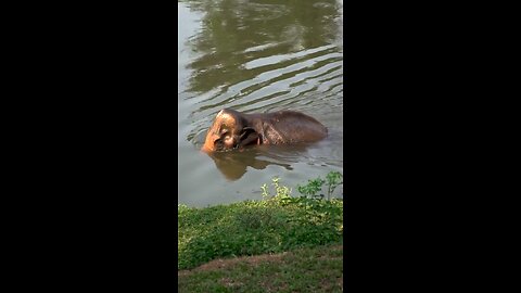 Elephant has come to take bath in water