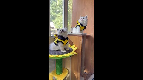 two cats enjoying on the hight