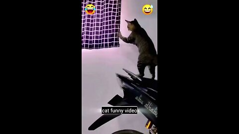 cat funny video