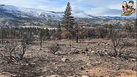 Nevada Mountains See Rebirth after Last Years Fire