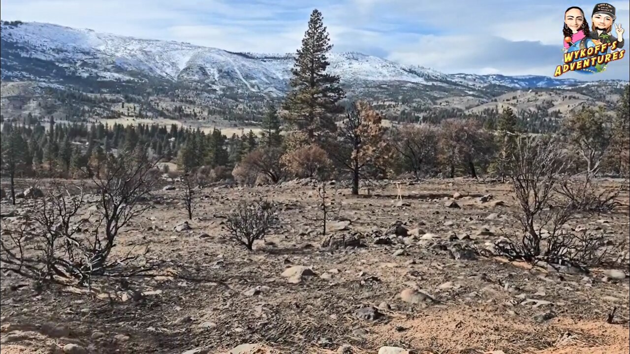 Nevada Mountains See Rebirth after Last Years Fire