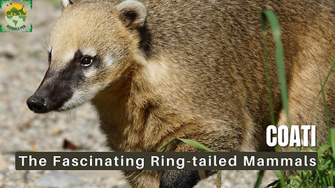 Is a coati a raccoon? | ANIMALS PEA
