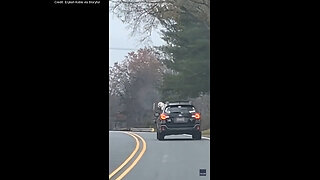 Family Left 'Dying Laughing' As Dog Gets The 'Zoomies' In The Back Of A Moving Car