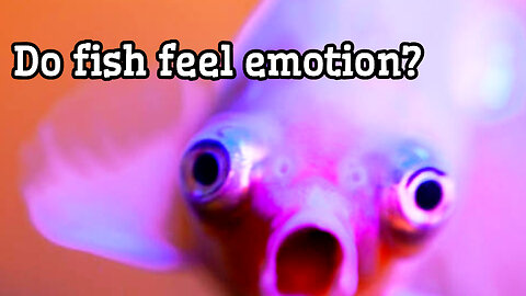 can fish feel all emotions?