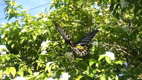 Butterfly eating nectar from pollen🦋