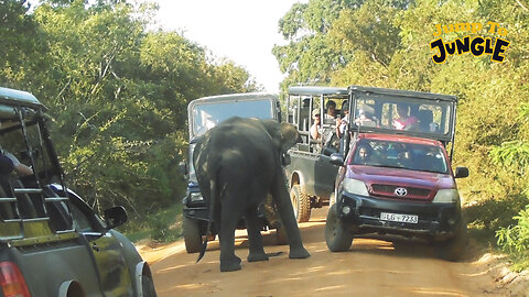 Wild Elephant Attacked into Safari Jeeps #elephantattack #homeless