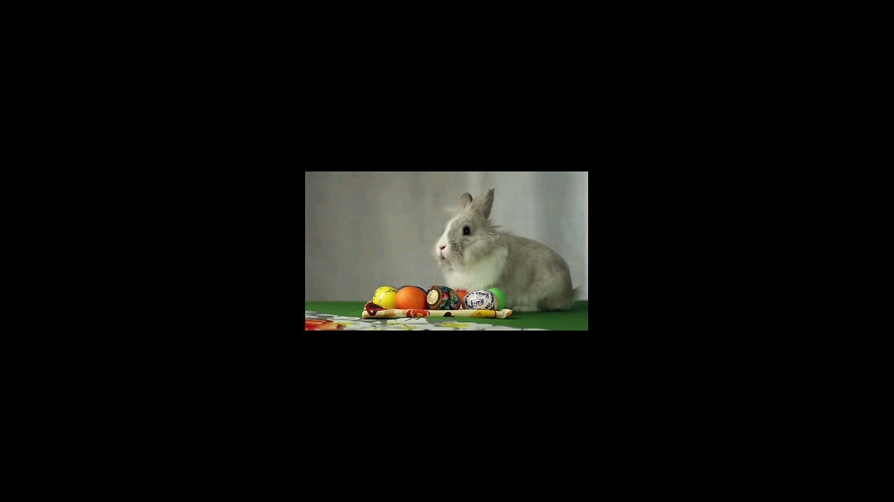 Beautiful rabbit