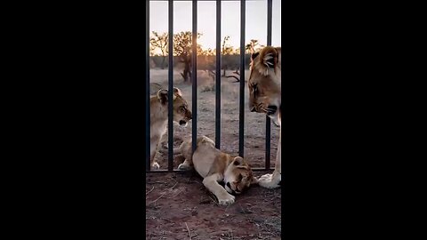 Trapped Lion Cub Freed by the Gentle Touch of Rescuing Hands.