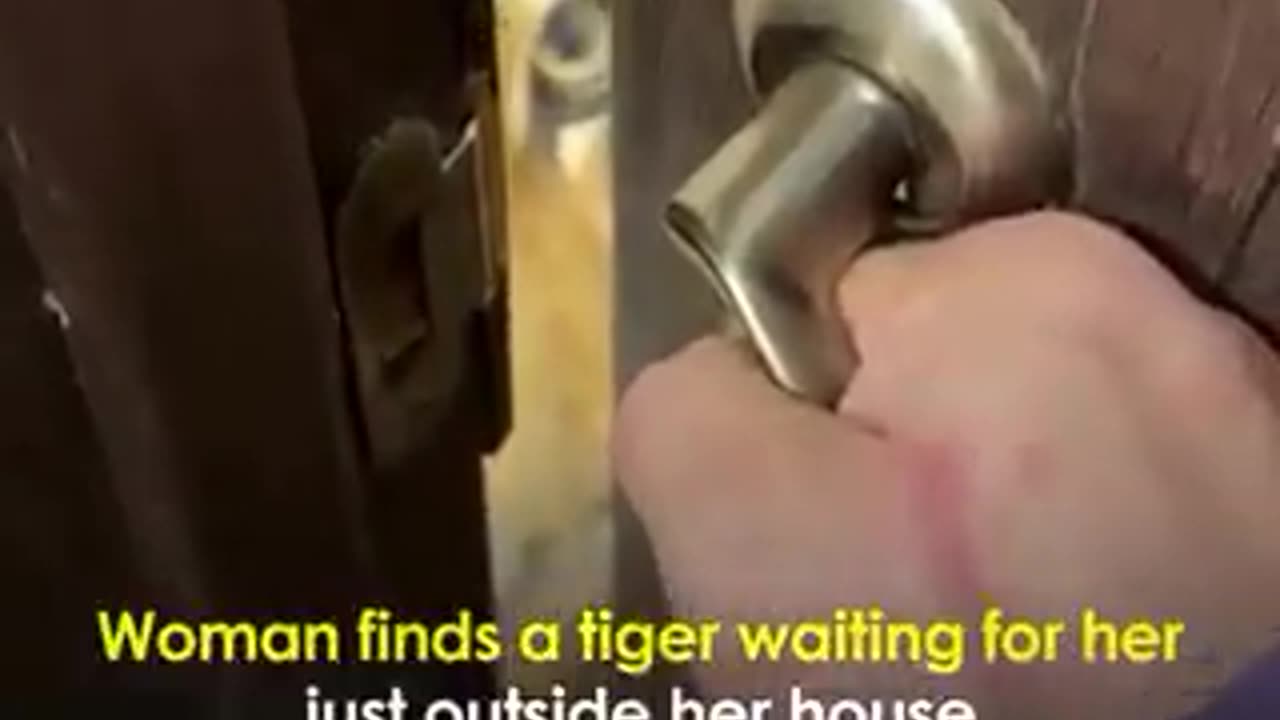 A woman opens her door to find a tiger patiently waiting outside | crazy clips | funny video