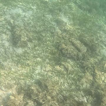 Snorkeling Morning!!
