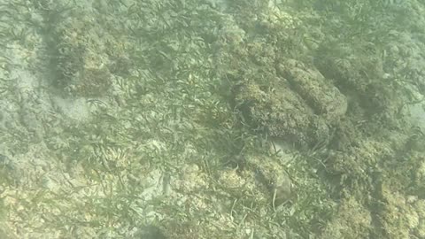 Snorkeling Morning!!