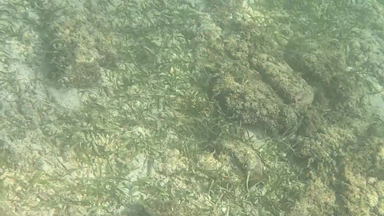 Snorkeling Morning!!