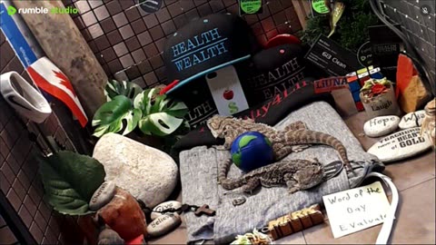 ⭕2025 Live Stream Day 12🔴 🍏Healthy4Life🐉 Mascots 🍎🐲 Meet Kobe & Health A Day In The Life Of Bearded Dragons🐲Day12🐉⭕Live🦎Stream🔴