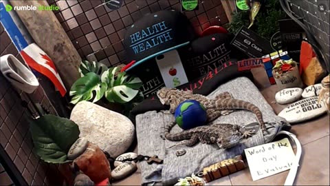 ⭕2025 Live Stream Day 12🔴 🍏Healthy4Life🐉 Mascots 🍎🐲 Meet Kobe & Health A Day In The Life Of Bearded Dragons🐲Day12🐉⭕Live🦎Stream🔴