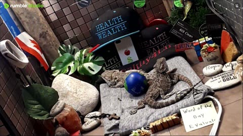 ⭕2025 Live Stream Day 12🔴 🍏Healthy4Life🐉 Mascots 🍎🐲 Meet Kobe & Health A Day In The Life Of Bearded Dragons🐲Day12🐉⭕Live🦎Stream🔴