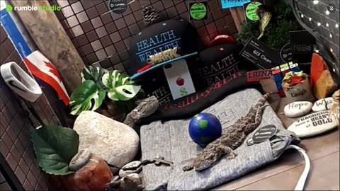 ⭕2025 Live Stream Day 12🔴 🍏Healthy4Life🐉 Mascots 🍎🐲 Meet Kobe & Health A Day In The Life Of Bearded Dragons🐲Day12🐉⭕Live🦎Stream🔴