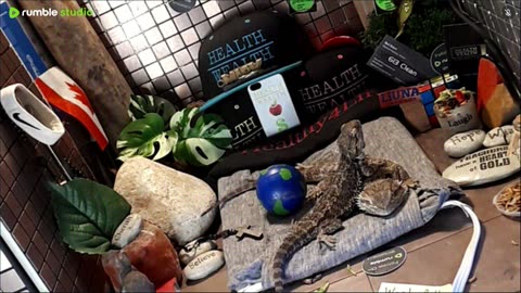 ⭕2025 Live Stream Day 12🔴 🍏Healthy4Life🐉 Mascots 🍎🐲 Meet Kobe & Health A Day In The Life Of Bearded Dragons🐲Day12🐉⭕Live🦎Stream🔴