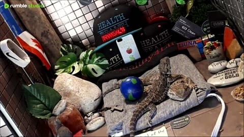 ⭕2025 Live Stream Day 12🔴 🍏Healthy4Life🐉 Mascots 🍎🐲 Meet Kobe & Health A Day In The Life Of Bearded Dragons🐲Day12🐉⭕Live🦎Stream🔴