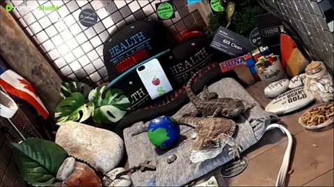 ⭕2025 Live Stream Day 12🔴 🍏Healthy4Life🐉 Mascots 🍎🐲 Meet Kobe & Health A Day In The Life Of Bearded Dragons🐲Day12🐉⭕Live🦎Stream🔴