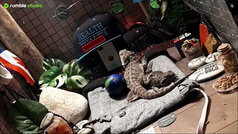 ⭕2025 Live Stream Day 12🔴 🍏Healthy4Life🐉 Mascots 🍎🐲 Meet Kobe & Health A Day In The Life Of Bearded Dragons🐲Day12🐉⭕Live🦎Stream🔴