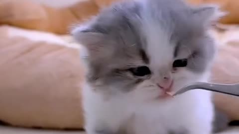 Cute Cats and Kittens❤️- Adorable Cats And Kittens😽 #shorts #viral #trending