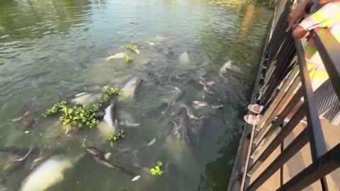 Fish Farming