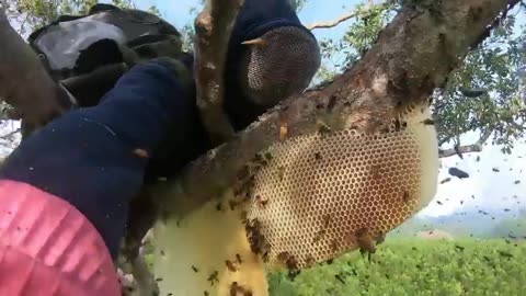 tree climbing skills without fear of heights harvesting honey from dangerous tall trees