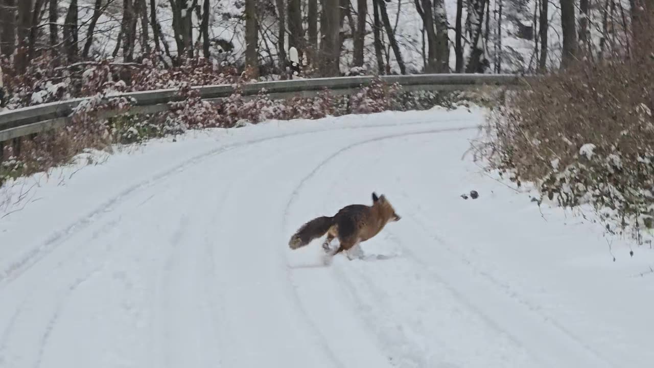 Fox Runs On Snowy Road