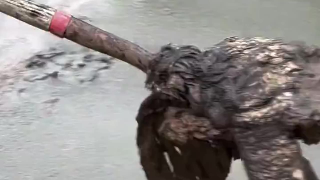 The story of Archimedes the Great Horned Owl