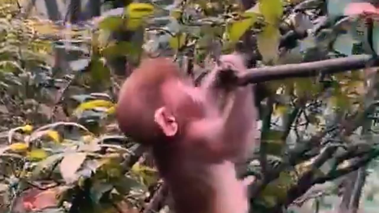 monkey