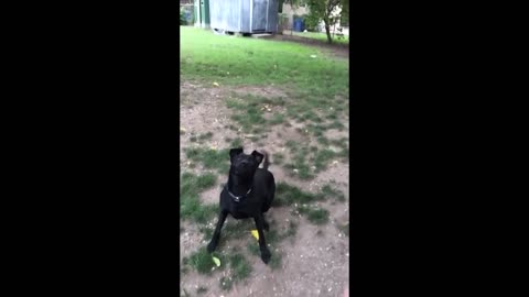 Dogs who fail at being dogs