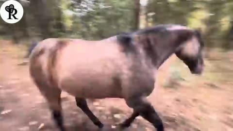 Horse kicks Tree Farts On Dogs Then Run Away