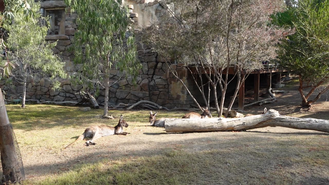 Kangaroos at the San Diego Safari Park