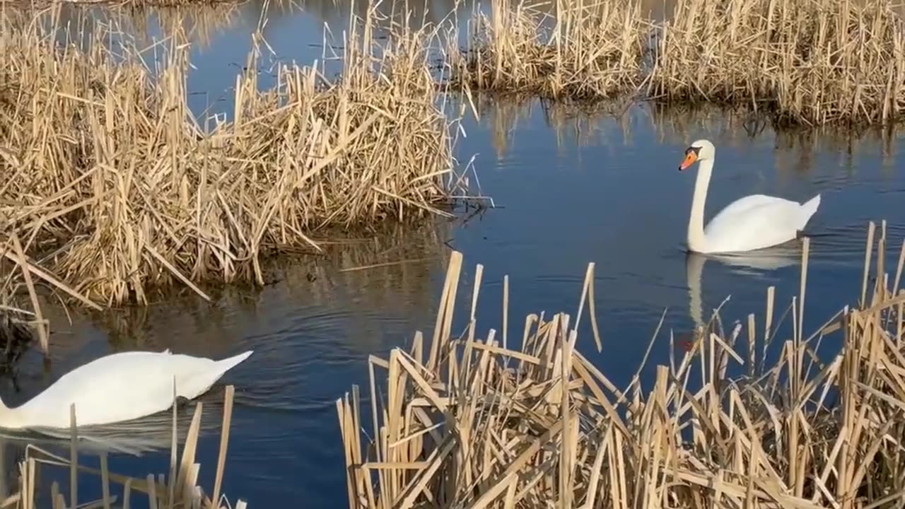 A Couple of White Swans Swimming in a Body of Water