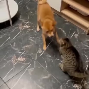 Funny cats and Dogs//🐱‍💻🐱‍🏍🐱‍🏍🐱‍💻🐱‍💻